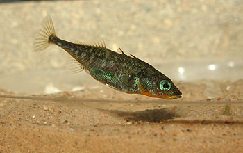 Stickleback Fish (Yang & Dixon Biology, Inc 2012)